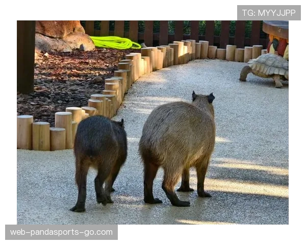 扬尼斯这生活太疯狂，家里竟然还有个迷你动物园？